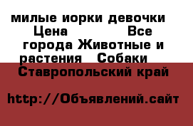 милые иорки девочки › Цена ­ 15 000 - Все города Животные и растения » Собаки   . Ставропольский край